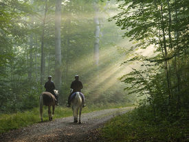 Ryttere i nordsjællandsk skov